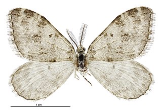 <i>Helastia salmoni</i> Species of moth endemic to New Zealand