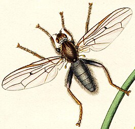 Helcomyzidae