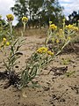 Helichrysum arenarium Sand-Strohblume 160703-1094 TegelFließ SOOCx.jpg