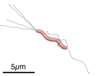 Helicobacter Pylori: Origen del nombre, Historia, Implicaciones en las migraciones humanas prehistóricas