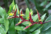 Heliconia subulata 4zz.jpg