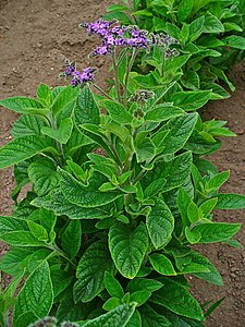 Heliotropium arborescens Habitus