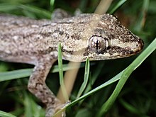 Common house gecko sitting on a blade of grass. Hemidactylus frenatus 180963152.jpg