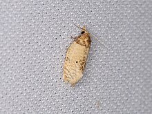 Henricus umbrabasana (28927430818) .jpg