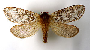 Hepialus fuscoargenteus.jpg