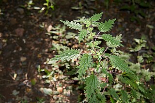 <i>Hesperocnide sandwicensis</i> Species of plant