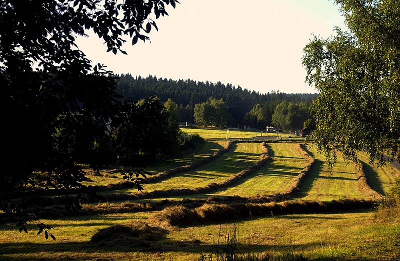 File:Heuernte - panoramio.jpg