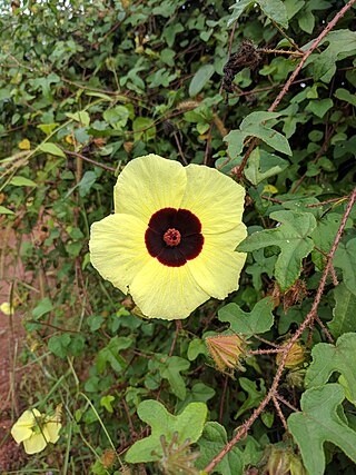 <i>Hibiscus aculeatus</i> Species of flowering plant