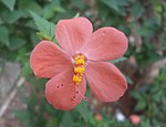 Hibiscus hirtus Lesser Mallow flower Yeleswaram EastGodavari.JPG
