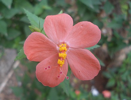 Hibiscus hirtus