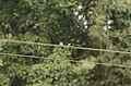 Hill swallow (Hirundo domicola) from Anaimalai hills DSC8014.JPG