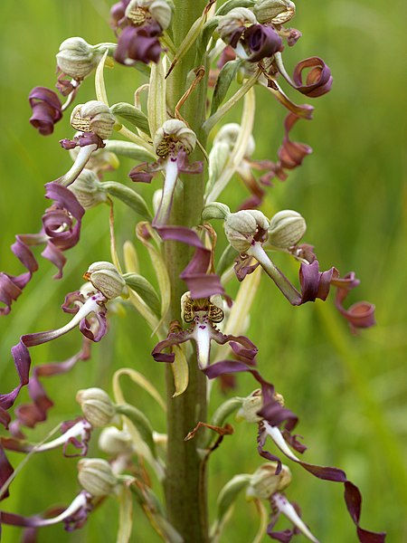 File:Himantoglossum hircinum (inflorescence).jpg