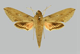 <i>Hippotion isis</i> Species of moth