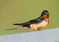 Barn Swallow (North American)