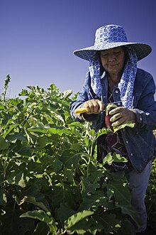 Hmong American woman farming. Hmong cuisine - woman farming.jpg