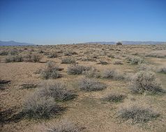 The plain of the Gila River, the ruins are almost completely covered