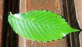 * Nomination Español: Hoja de un arbol sobre el banco de una plaza, Tandil, Argentina --Ezarate 20:23, 25 October 2012 (UTC) * Decline No id. Partially overexposed. --JDP90 05:29, 26 October 2012 (UTC)