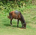 Horse of Venezuela.jpg