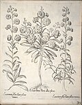 Miniatuur voor Bestand:Hortus Eystettensis, 1640 (BHL 45339 186) - Classis Aestiva 34.jpg