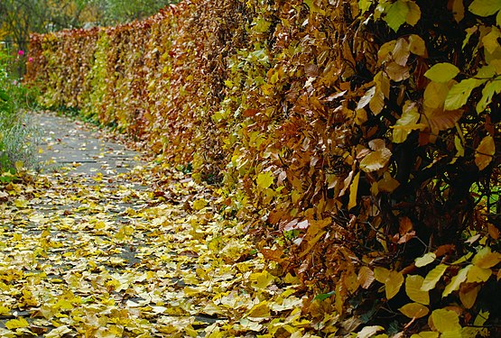 Housing Estate Borstei in Munich - Garden of Silence