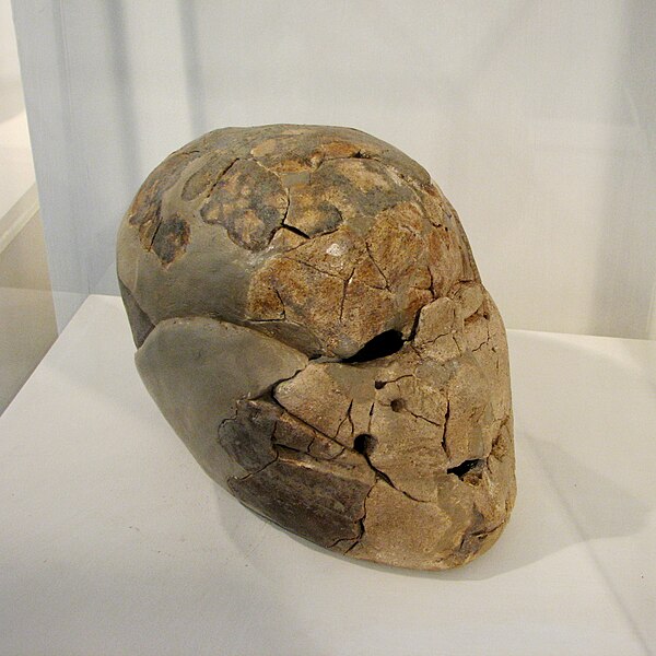 File:Human skull from Beisamoun.JPG