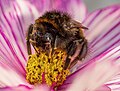 * Nomination Earth bumblebee on a cosmea flower in a garden in Bamberg --Ermell 08:35, 3 November 2023 (UTC) * Promotion  Support Very good quality. --AFBorchert 08:53, 3 November 2023 (UTC)