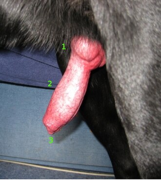 Erect penis of a Labrador Retriever. Numbered parts are: Bulbus glandis (1), Pars longa glandis (2) and Urethral process (3). Hundepenis beschriftet.jpg