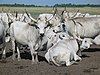 Hungarian Grey Cattle.jpg