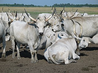 Hungarian Grey Breed of cattle