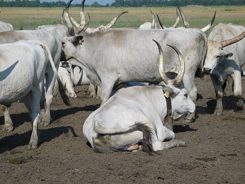 File:Hungarian Grey Cattle12.jpg