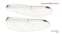 Huonia melvillensis male wings (34928319591).jpg