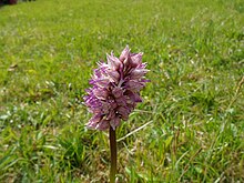 Hybride entre Orchis simia et Orchis purpurea. Gros Tienne, Belgique.