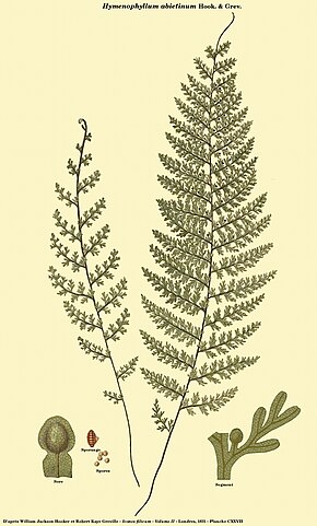 Descrição da imagem Hymenophyllum abietinum.jpg.