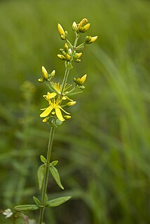 <i>Hypericum hirsutum</i> Species of flowering plant in the St Johns wort family Hypericaceae