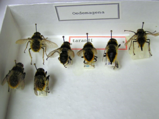 <i>Hypoderma tarandi</i> Species of fly