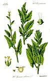 Illustration Spinacia oleracea1.jpg