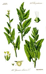 Vorschaubild für Spinat