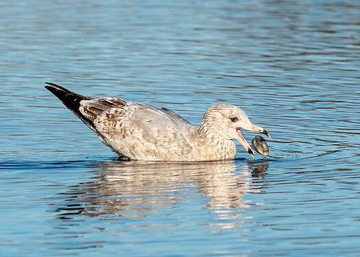 Immature herring gull, Marine Park