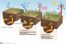 Impact of elevated CO2 on soil carbon reserves-es.png