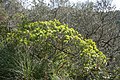 Euphorbia dendroides