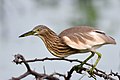 * Nomination Indian pond heron or paddy bird (Ardeola grayii) poised for flight, Veinthaan Lake, Tirunelveli, India --Tagooty 04:37, 9 January 2022 (UTC) * Promotion  Support Good quality -- Johann Jaritz 05:18, 9 January 2022 (UTC)