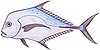Indian threadfin (Alectis indicus)