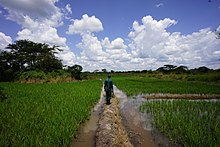 Paddy fields in Apac District Inspection of rice fields in Apac, Uganda.jpg