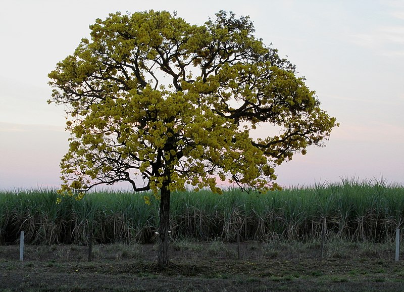 File:Ipê Amarelo (Tabebuia chrysotricha) e canavial de cana-de-açúcar (Saccharum officinarum) na rodovia SP-333 entre Jaboticabal e Taquaritinga. - panoramio.jpg