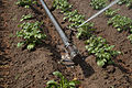 * Nomination Perrot-sprinkler-system in action --Alupus 21:08, 26 May 2011 (UTC) * Promotion  Comment The active part of the sprikler is blurry and there is something distracting on the ground under it (see note). Saffron Blaze 07:48, 27 May 2011 (UTC) Sorry, Saffron Blaze, your anotation show that you presumably don't really know how such kind of sprinkler works. That thing you held for the "active" and blurry part is the from the sprinkler produced waterjet. The distracting part you annoted is part of the mechanism, thats produces the rotation of the blast pipe round the vertical axis of the sprinkler. It's an counterwheigted crank, that in an oscillating motion periodical would be hit by the waterjet and so gives the sprinkler blast pipe an radial moment fo force to move an angle bracket further. Only the on high speed accelerated water jet and the oscillating crank are in case of motion volitional not sharp repoduced, in matter of educational show the parts of the system, that stir. --Alupus 15:59, 27 May 2011 (UTC) Very good and useful. The explanation above could/should be transposed in the file description page !!--Jebulon 16:48, 27 May 2011 (UTC)  Comment Alupus, I am not sure why you are apologising. I asked a question and you answered it. Because of the blurriness I couldn't tell that was the counterweight, as it is longer than I would have expected. Regardless, I suppose the motion blur offers information as you put forth. Saffron Blaze 20:44, 27 May 2011 (UTC)