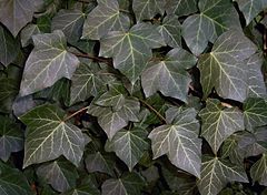 Плющ фото цветов. Плющ Hedera Helix. Плющ Хедера Арлекин. Плющ обыкновенный (Hedera Helix). Хедера циссус.