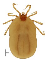 Miniatura para Ixodes uriae