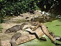 Jacarés no Zoológico de São Paulo