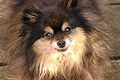 Black & Tan Pomeranian Dog.