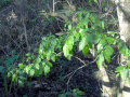 Jamaica-Dogwood (2883005143).gif